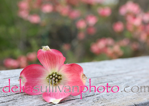 dogwood_notecard5x7