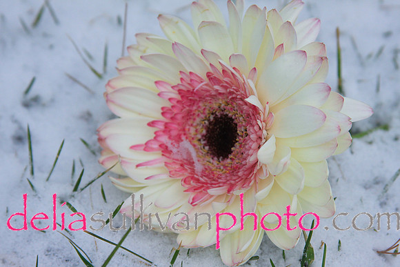 zinna white snow-1