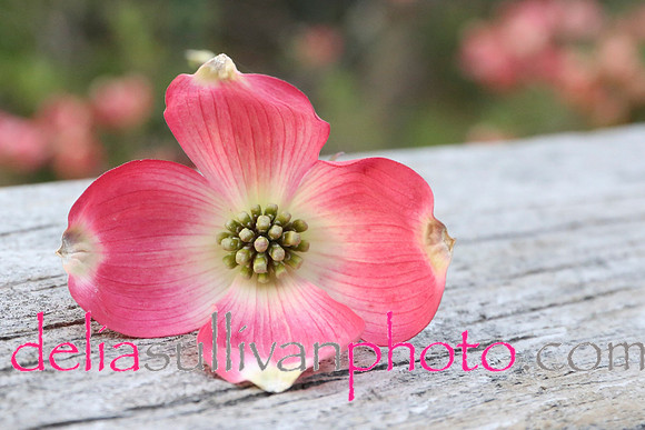 dogwood series-2