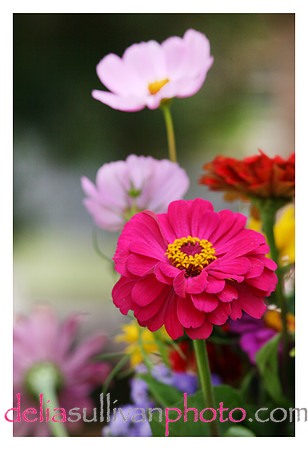 zinna-E4