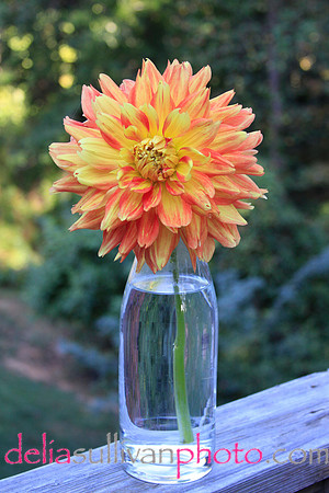 orange dahlia vase