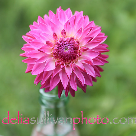 dahlia pink-3-784sq-2015