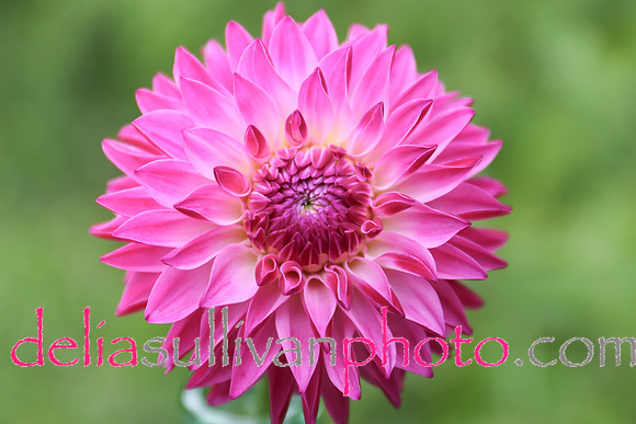 dahlia pink-3-784-2015