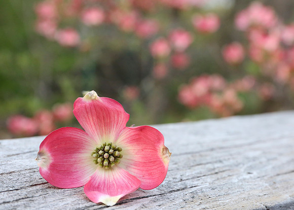 dogwood_notecard5x7