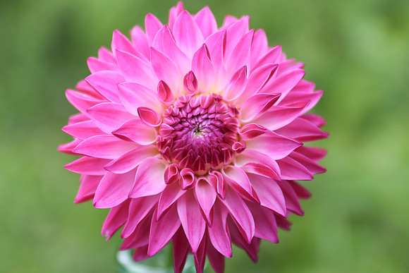 dahlia pink-3-784-2015