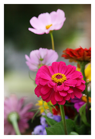 zinna-E4