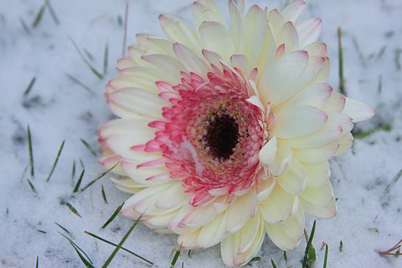 zinna white snow-1