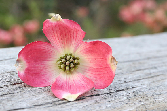 dogwood series-2