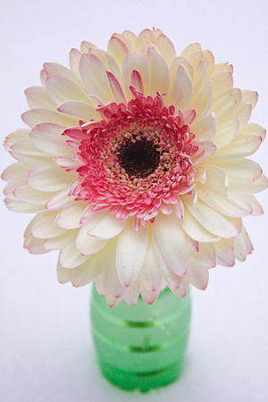 zinna white pink-1