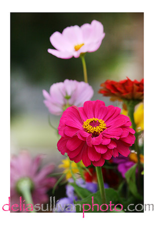 zinna-E4