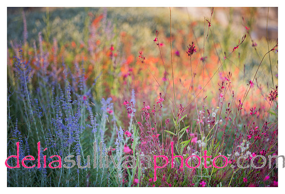 Greece.flower.notecard_ed2_1