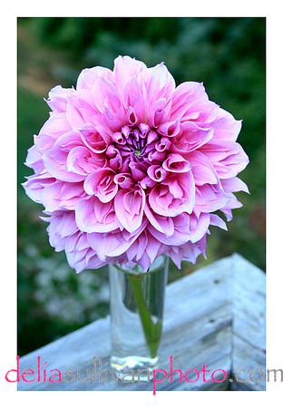 pinkdahlia border