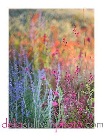 Greece.flower.notecard_vert.smborder