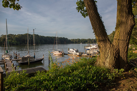 Foehliage_LR-63