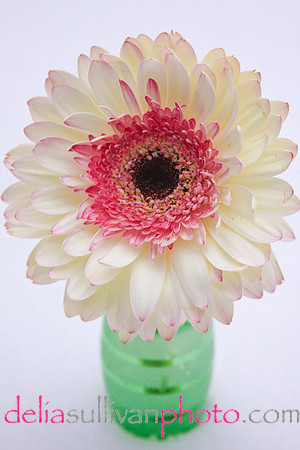 zinna white pink-1
