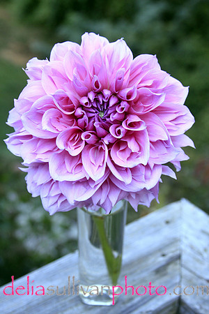 Pink dahlia