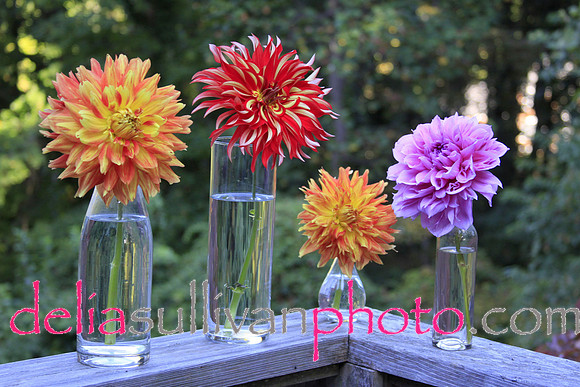 summer dahlias