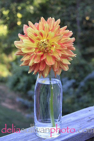 orange dahlia vase